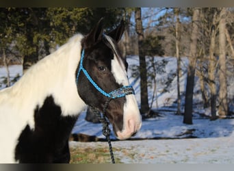 Caballo de silla manchada, Caballo castrado, 11 años, 152 cm, Tobiano-todas las-capas