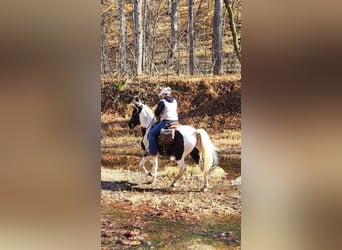 Caballo de silla manchada, Caballo castrado, 11 años, 157 cm, Tobiano-todas las-capas