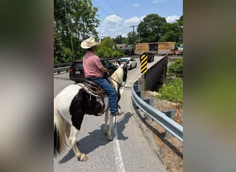 Caballo de silla manchada, Caballo castrado, 11 años, 157 cm, Tobiano-todas las-capas