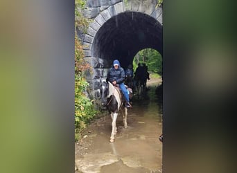 Caballo de silla manchada, Caballo castrado, 11 años, 157 cm, Tobiano-todas las-capas