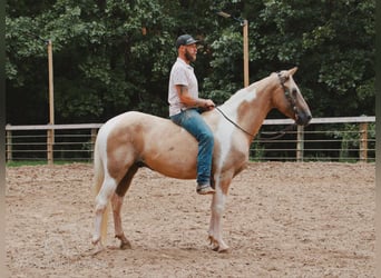 Caballo de silla manchada, Caballo castrado, 12 años, 142 cm, Palomino