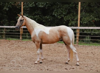 Caballo de silla manchada, Caballo castrado, 12 años, 142 cm, Palomino