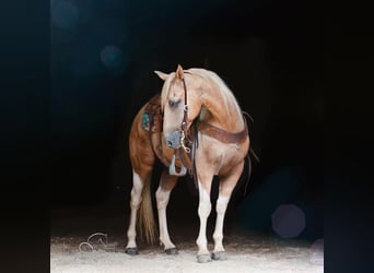 Caballo de silla manchada, Caballo castrado, 12 años, 142 cm, Palomino