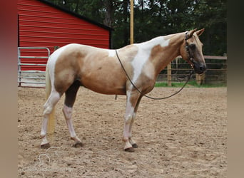 Caballo de silla manchada, Caballo castrado, 12 años, 142 cm, Palomino