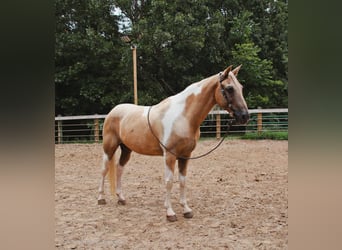 Caballo de silla manchada, Caballo castrado, 12 años, 142 cm, Palomino