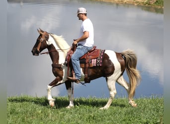 Caballo de silla manchada, Caballo castrado, 12 años, 150 cm, Tobiano-todas las-capas