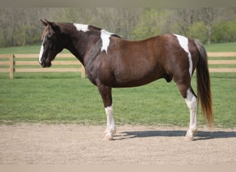 Caballo de silla manchada, Caballo castrado, 12 años, 152 cm, Pío