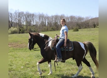 Caballo de silla manchada, Caballo castrado, 12 años, 152 cm, Pío