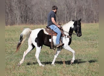 Caballo de silla manchada, Caballo castrado, 12 años, 152 cm, Tobiano-todas las-capas