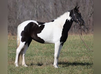 Caballo de silla manchada, Caballo castrado, 12 años, 152 cm, Tobiano-todas las-capas