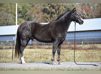Caballo de silla manchada, Caballo castrado, 12 años, 155 cm, Negro