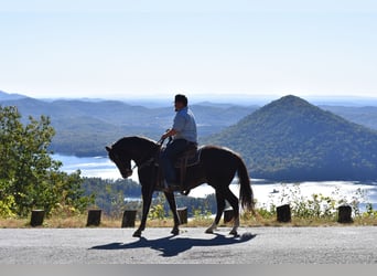 Caballo de silla manchada, Caballo castrado, 12 años, 155 cm, Negro