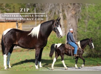 Caballo de silla manchada, Caballo castrado, 12 años, 155 cm, Tobiano-todas las-capas