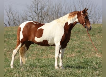 Caballo de silla manchada, Caballo castrado, 12 años, 157 cm, Tobiano-todas las-capas