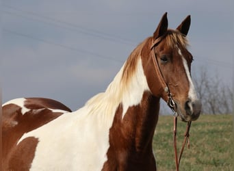 Caballo de silla manchada, Caballo castrado, 12 años, 157 cm, Tobiano-todas las-capas