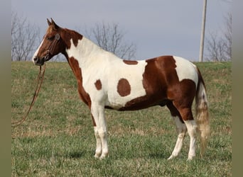 Caballo de silla manchada, Caballo castrado, 12 años, 157 cm, Tobiano-todas las-capas