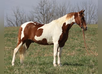 Caballo de silla manchada, Caballo castrado, 12 años, 157 cm, Tobiano-todas las-capas