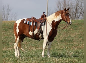 Caballo de silla manchada, Caballo castrado, 12 años, 157 cm, Tobiano-todas las-capas