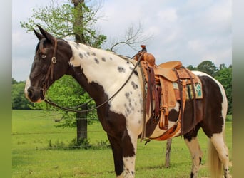 Caballo de silla manchada, Caballo castrado, 12 años, 165 cm, Tobiano-todas las-capas