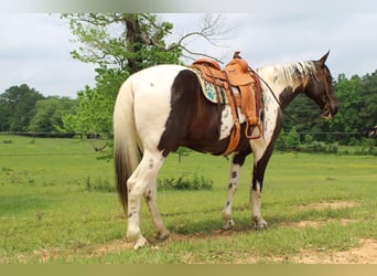 Caballo de silla manchada, Caballo castrado, 12 años, 165 cm, Tobiano-todas las-capas