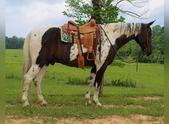 Caballo de silla manchada, Caballo castrado, 12 años, 165 cm, Tobiano-todas las-capas