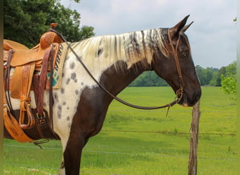 Caballo de silla manchada, Caballo castrado, 12 años, 165 cm, Tobiano-todas las-capas