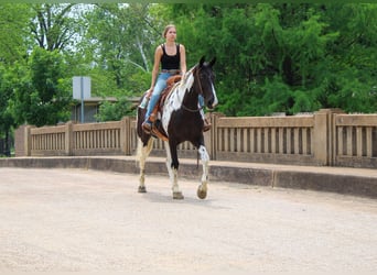 Caballo de silla manchada, Caballo castrado, 12 años, 165 cm, Tobiano-todas las-capas