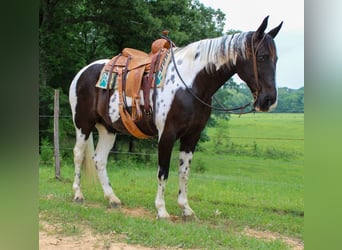 Caballo de silla manchada, Caballo castrado, 12 años, 165 cm, Tobiano-todas las-capas