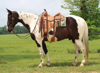 Caballo de silla manchada, Caballo castrado, 12 años, 165 cm, Tobiano-todas las-capas