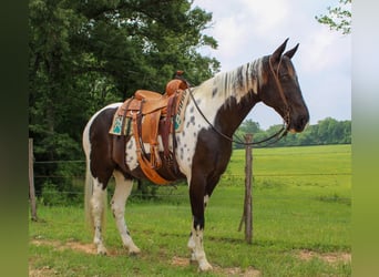 Caballo de silla manchada, Caballo castrado, 12 años, 165 cm, Tobiano-todas las-capas