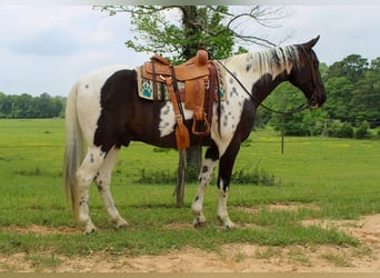 Caballo de silla manchada, Caballo castrado, 12 años, 165 cm, Tobiano-todas las-capas