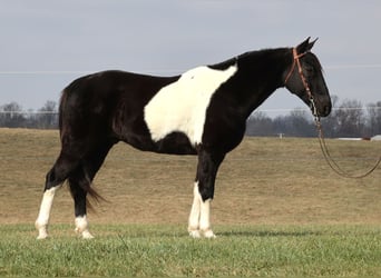 Caballo de silla manchada, Caballo castrado, 12 años, Overo-todas las-capas