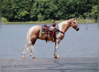 Caballo de silla manchada, Caballo castrado, 13 años, 142 cm, Palomino