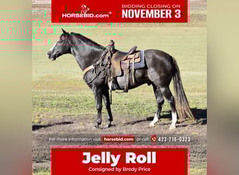 Caballo de silla manchada, Caballo castrado, 13 años, 155 cm, Negro