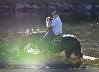 Caballo de silla manchada, Caballo castrado, 13 años, 155 cm, Negro
