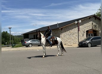 Caballo de silla manchada, Caballo castrado, 13 años, 157 cm, Alazán rojizo