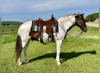 Caballo de silla manchada, Caballo castrado, 13 años, 157 cm, Alazán rojizo