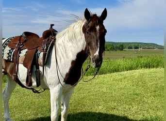 Caballo de silla manchada, Caballo castrado, 13 años, 157 cm, Alazán rojizo