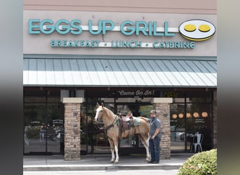 Caballo de silla manchada, Caballo castrado, 13 años, 157 cm, Pío