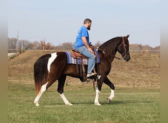 Caballo de silla manchada, Caballo castrado, 13 años, 157 cm, Tobiano-todas las-capas