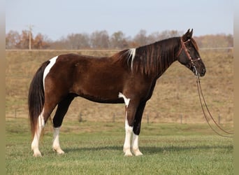 Caballo de silla manchada, Caballo castrado, 13 años, 157 cm, Tobiano-todas las-capas