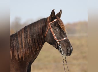 Caballo de silla manchada, Caballo castrado, 13 años, 157 cm, Tobiano-todas las-capas