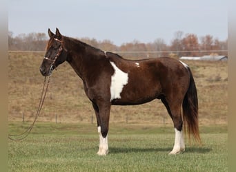 Caballo de silla manchada, Caballo castrado, 13 años, 157 cm, Tobiano-todas las-capas