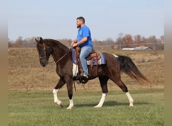 Caballo de silla manchada, Caballo castrado, 13 años, 157 cm, Tobiano-todas las-capas