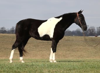 Caballo de silla manchada, Caballo castrado, 13 años, Overo-todas las-capas