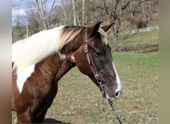 Caballo de silla manchada, Caballo castrado, 13 años, Tobiano-todas las-capas