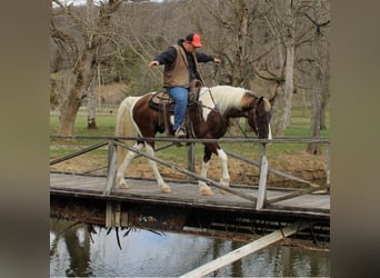 Caballo de silla manchada, Caballo castrado, 13 años, Tobiano-todas las-capas