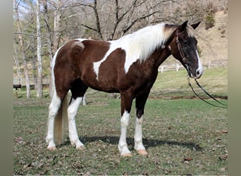 Caballo de silla manchada, Caballo castrado, 13 años, Tobiano-todas las-capas