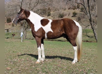 Caballo de silla manchada, Caballo castrado, 13 años, Tobiano-todas las-capas