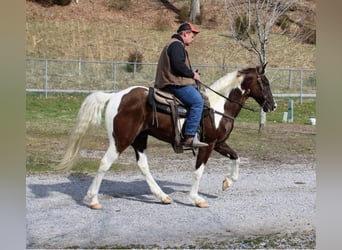 Caballo de silla manchada, Caballo castrado, 13 años, Tobiano-todas las-capas